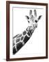 Giraffe-null-Framed Photographic Print