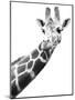 Giraffe-null-Mounted Photographic Print