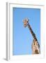 Giraffe-null-Framed Photographic Print