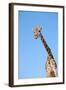 Giraffe-null-Framed Photographic Print