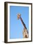 Giraffe-null-Framed Photographic Print