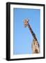 Giraffe-null-Framed Photographic Print