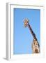 Giraffe-null-Framed Photographic Print