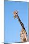 Giraffe-null-Mounted Photographic Print