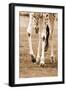 Giraffe-null-Framed Photographic Print