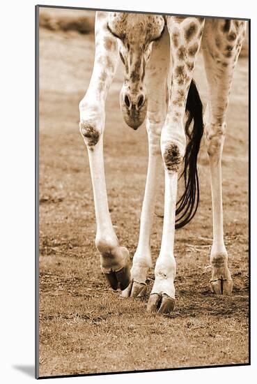 Giraffe-null-Mounted Photographic Print