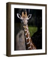 Giraffe-Gordon Semmens-Framed Photographic Print