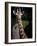 Giraffe-Gordon Semmens-Framed Photographic Print