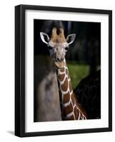 Giraffe-Gordon Semmens-Framed Photographic Print