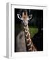 Giraffe-Gordon Semmens-Framed Photographic Print