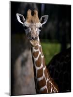 Giraffe-Gordon Semmens-Mounted Photographic Print