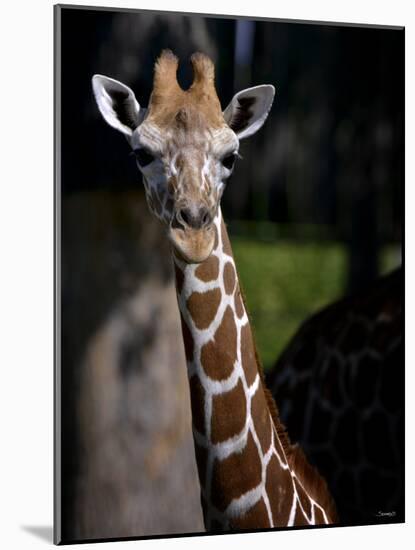 Giraffe-Gordon Semmens-Mounted Photographic Print