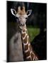 Giraffe-Gordon Semmens-Mounted Photographic Print