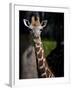 Giraffe-Gordon Semmens-Framed Photographic Print