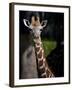 Giraffe-Gordon Semmens-Framed Photographic Print