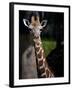 Giraffe-Gordon Semmens-Framed Photographic Print