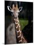 Giraffe-Gordon Semmens-Mounted Photographic Print