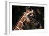 Giraffe-Gordon Semmens-Framed Photographic Print