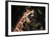 Giraffe-Gordon Semmens-Framed Photographic Print