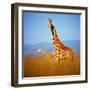 Giraffe-Gleb Ivanov-Framed Photographic Print