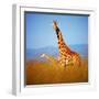 Giraffe-Gleb Ivanov-Framed Photographic Print