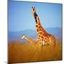 Giraffe-Gleb Ivanov-Mounted Photographic Print