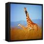 Giraffe-Gleb Ivanov-Framed Stretched Canvas