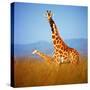 Giraffe-Gleb Ivanov-Stretched Canvas