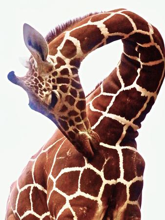 https://imgc.allpostersimages.com/img/posters/giraffe_u-L-Q1D9NMI0.jpg?artPerspective=n