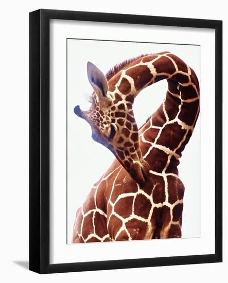 Giraffe-Eric Meyer-Framed Photographic Print