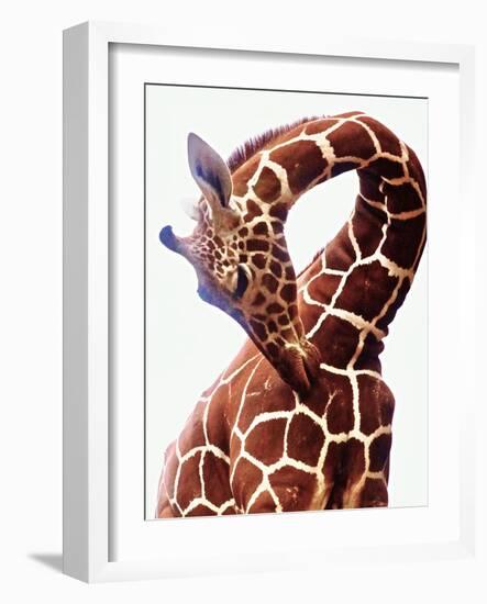 Giraffe-Eric Meyer-Framed Photographic Print
