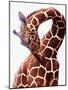 Giraffe-Eric Meyer-Mounted Photographic Print