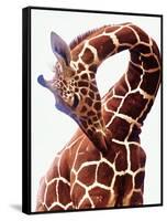 Giraffe-Eric Meyer-Framed Stretched Canvas