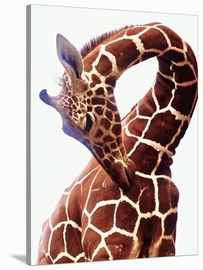 Giraffe-Eric Meyer-Stretched Canvas