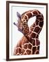 Giraffe-Eric Meyer-Framed Photographic Print