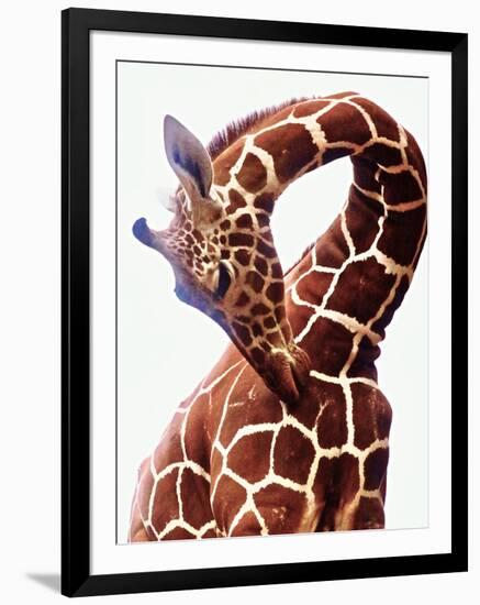 Giraffe-Eric Meyer-Framed Photographic Print