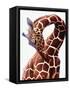 Giraffe-Eric Meyer-Framed Stretched Canvas