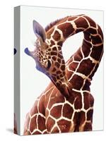 Giraffe-Eric Meyer-Stretched Canvas