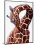 Giraffe-Eric Meyer-Mounted Premium Photographic Print