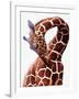 Giraffe-Eric Meyer-Framed Photographic Print