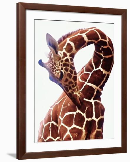 Giraffe-Eric Meyer-Framed Photographic Print