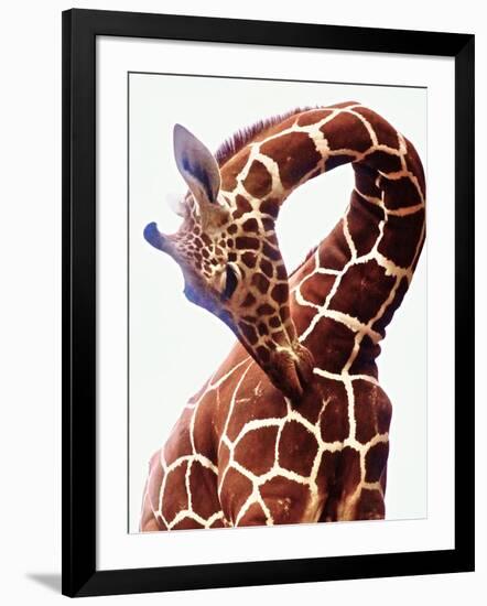 Giraffe-Eric Meyer-Framed Photographic Print