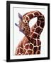 Giraffe-Eric Meyer-Framed Photographic Print