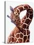 Giraffe-Eric Meyer-Stretched Canvas