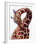 Giraffe-Eric Meyer-Framed Premium Photographic Print