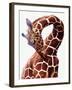 Giraffe-Eric Meyer-Framed Premium Photographic Print