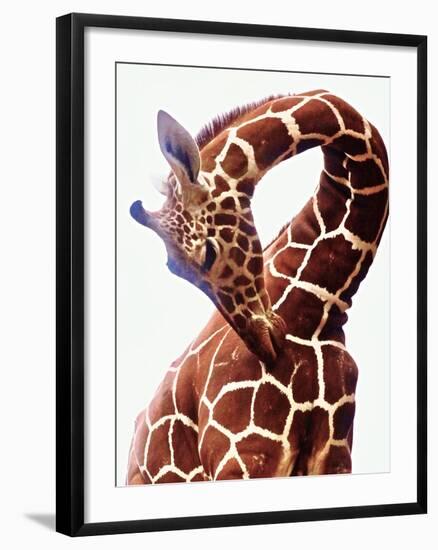 Giraffe-Eric Meyer-Framed Premium Photographic Print