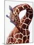 Giraffe-Eric Meyer-Mounted Premium Photographic Print