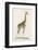 Giraffe-Paul Fournier-Framed Photographic Print