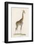 Giraffe-Paul Fournier-Framed Photographic Print